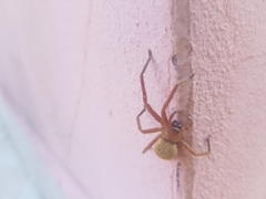Olios argelasius