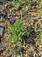 Lapeirousia oreogena