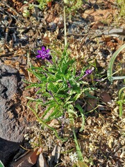 Lapeirousia oreogena