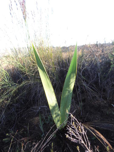 Piketberg Watsonia (Watsonia versfeldii)