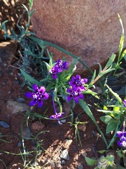 Lapeirousia oreogena