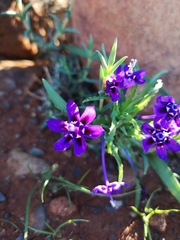 Lapeirousia oreogena