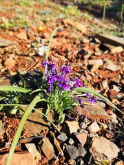Lapeirousia oreogena