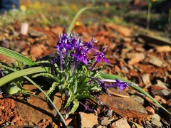 Lapeirousia oreogena
