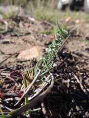 Gethyllis verticillata