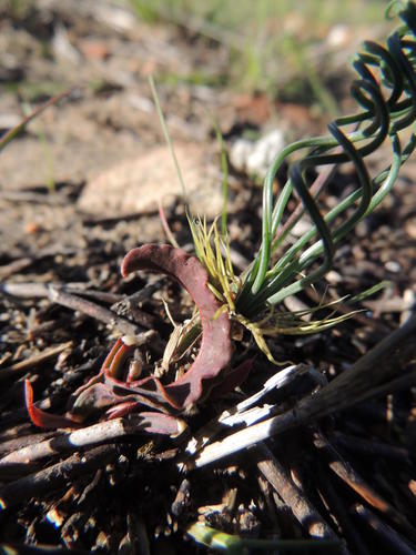 Gethyllis verticillata