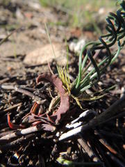 Gethyllis verticillata