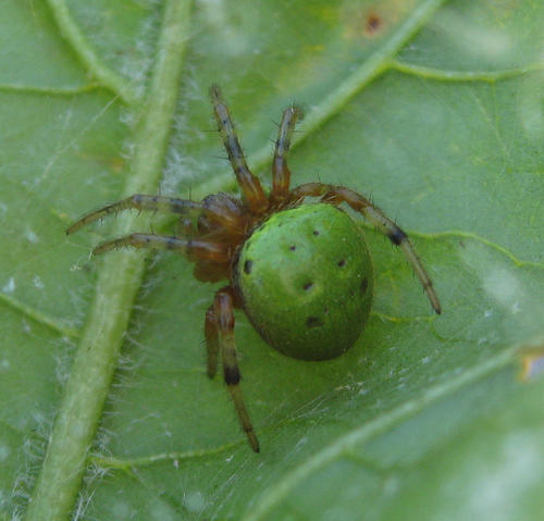 Green-pea Spider