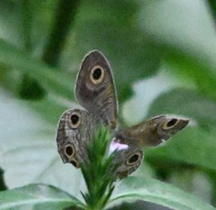 Ypthima motschulskyi