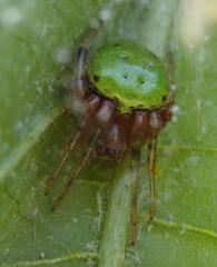 Araneus apricus