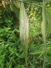 Phragmites australis