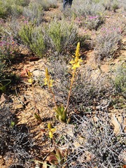 Bulbine praemorsa