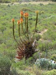 Aloe microstigma microstigma