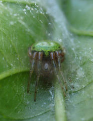 Araneus apricus