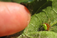 Araneus apricus