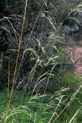 Stipa dregeana dregeana