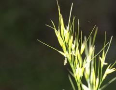 Stipa dregeana dregeana