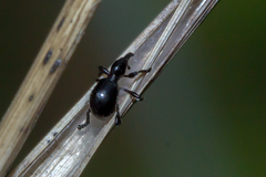 Rhynolaccus formicarius