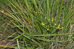 Stipa dregeana dregeana