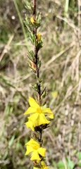 Hibbertia prostrata