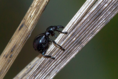Rhynolaccus formicarius