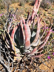 Aloe krapohliana
