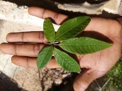 Vitex doniana