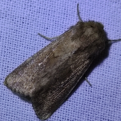 Mythimna albipuncta
