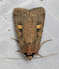 Adelphagrotis indeterminata