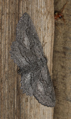 Aethaloida packardaria