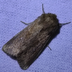 Mythimna albipuncta
