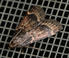 Aglossa cacamica