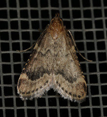 Aglossa cacamica