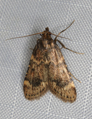Aglossa cacamica