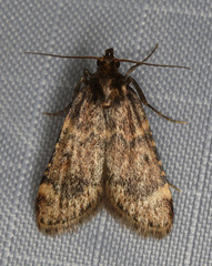 Aglossa cacamica