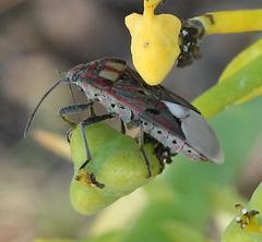 Spilostethus pandurus elegans
