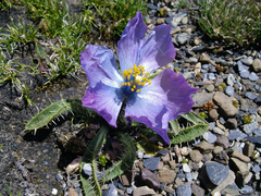 Meconopsis
