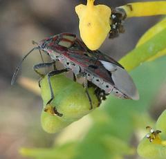 Spilostethus pandurus elegans