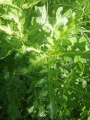 Cirsium arvense