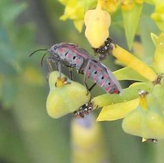 Spilostethus pandurus elegans