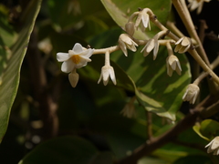 Vateria indica
