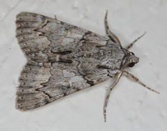 Catocala verrilliana