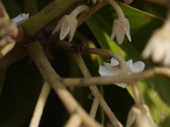 Vateria indica