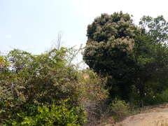 Vateria indica