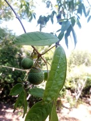 Vitex doniana