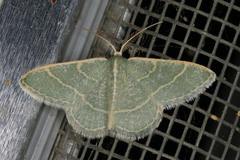 Chlorochlamys appellaria