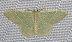 Chlorochlamys appellaria