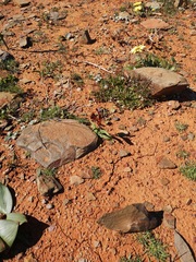 Hesperantha vaginata