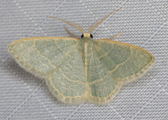 Chlorochlamys appellaria