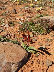 Hesperantha vaginata